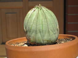 Image of Euphorbia obesa Hook. fil.