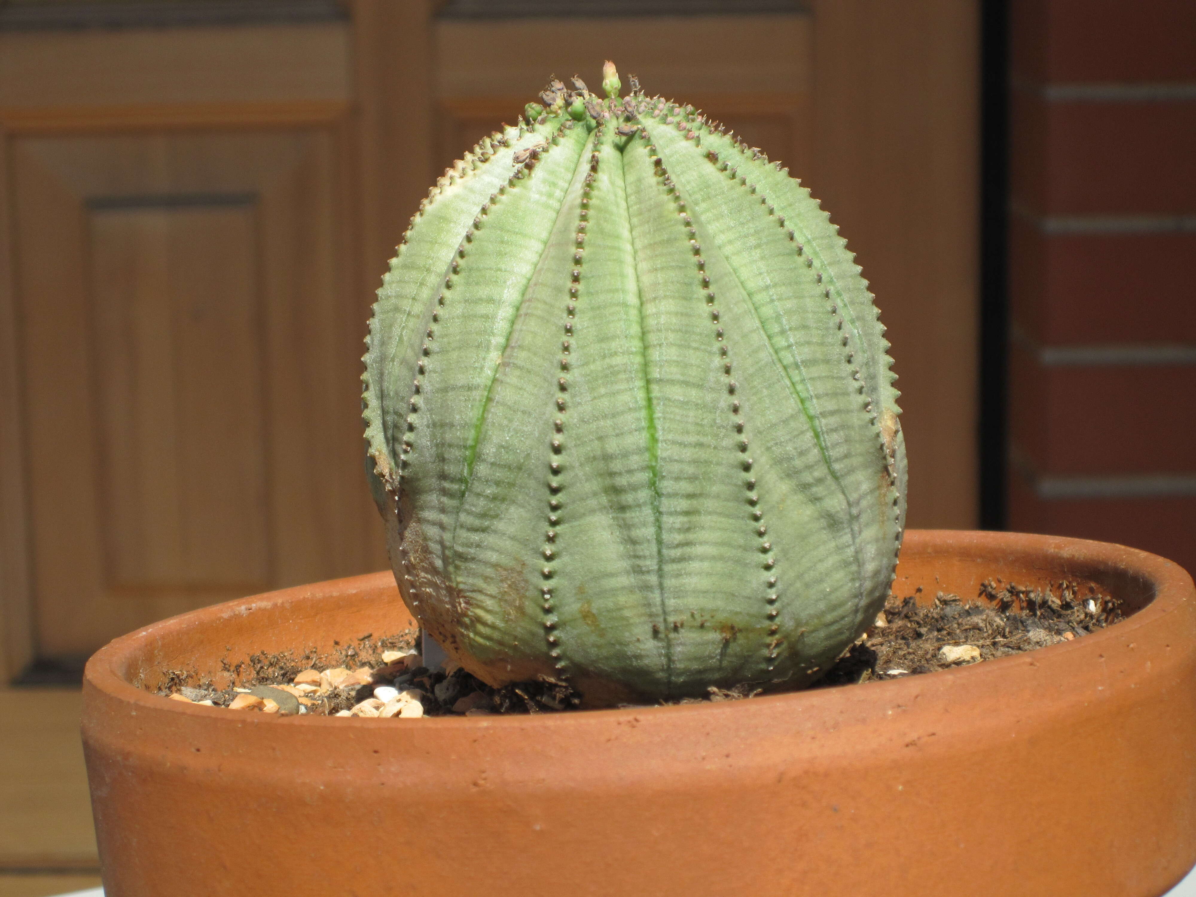 صورة Euphorbia obesa Hook. fil.