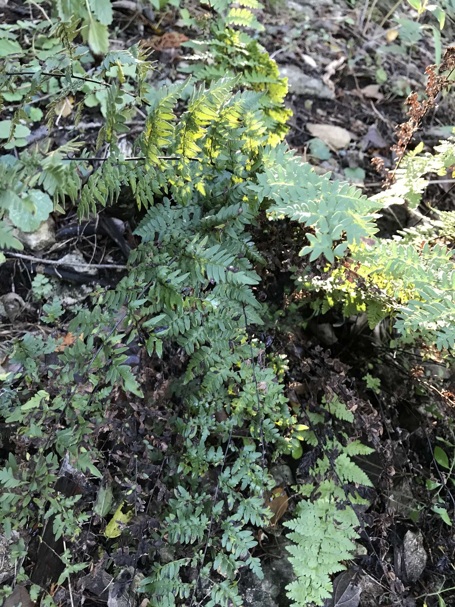 Myriopteris alabamensis (Buckley) Grusz & Windham resmi