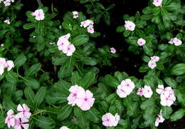 Image of Madagascar periwinkle