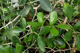 Image of Lignum Vitae