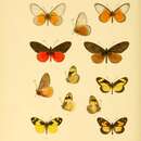 Imagem de Acraea asboloplintha Karsch 1894