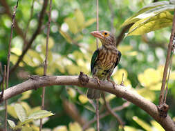 Psilopogon lineatus (Vieillot 1816) resmi