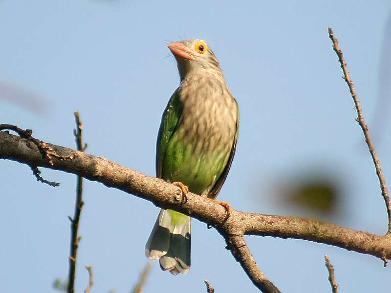 Psilopogon lineatus (Vieillot 1816) resmi