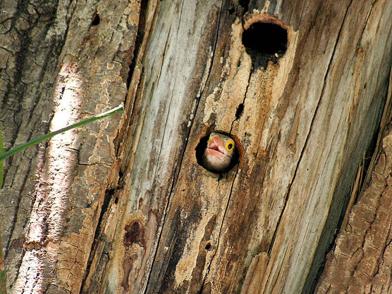 Image of Asian barbets