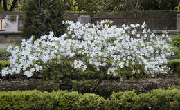 Imagem de Rhododendron mucronatum (Bl.) G. Don