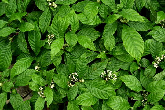 Imagem de Psychotria nervosa Sw.