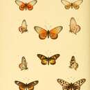 Image of Acraea insularis Sharpe 1893