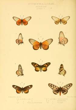 Image of Acraea insularis Sharpe 1893