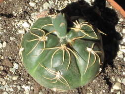 Image of Gymnocalycium denudatum (Link & Otto) Pfeiff. ex Mittler