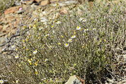 Image of Phymaspermum aphyllum Magee & Ruiters