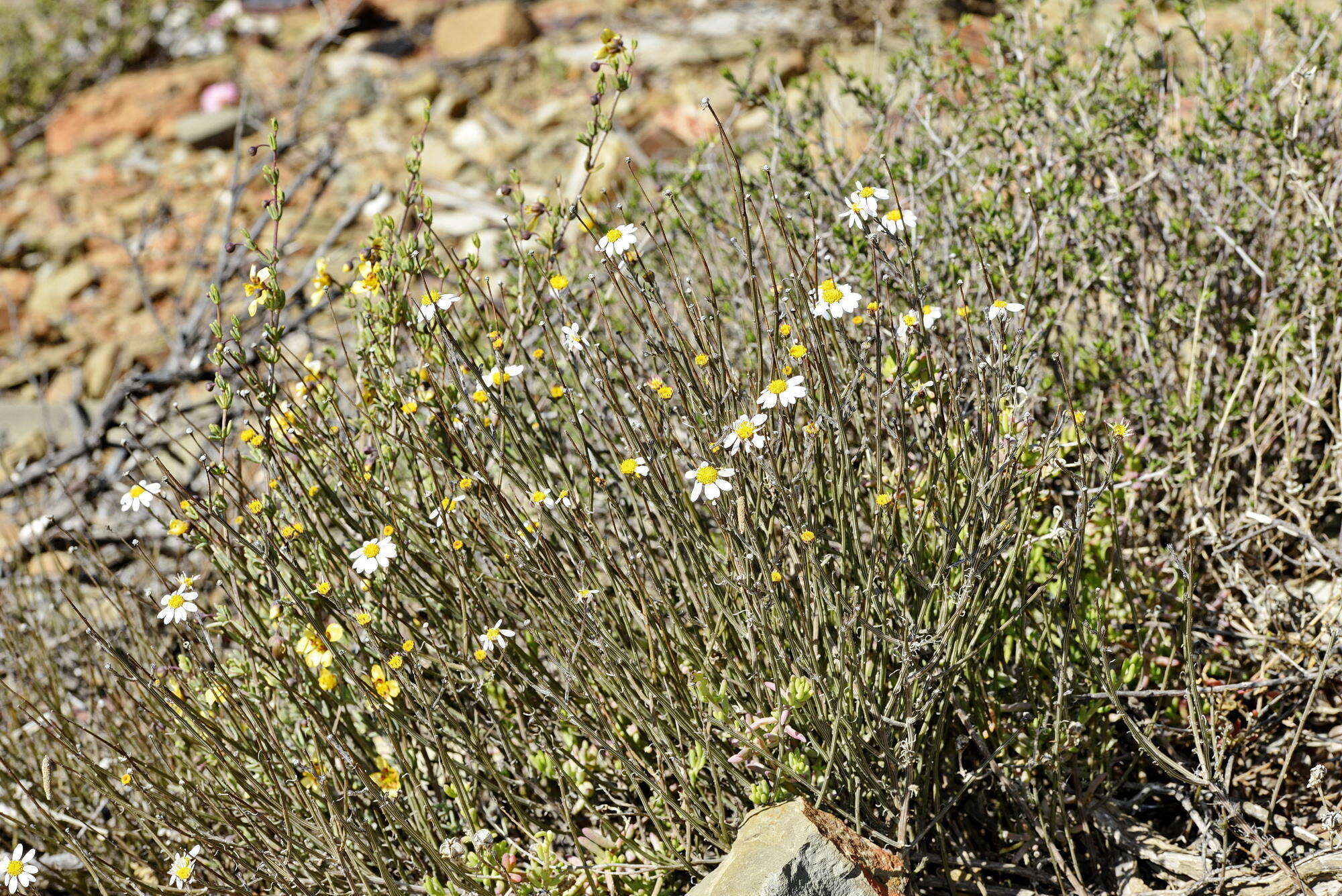 Image of Phymaspermum aphyllum Magee & Ruiters