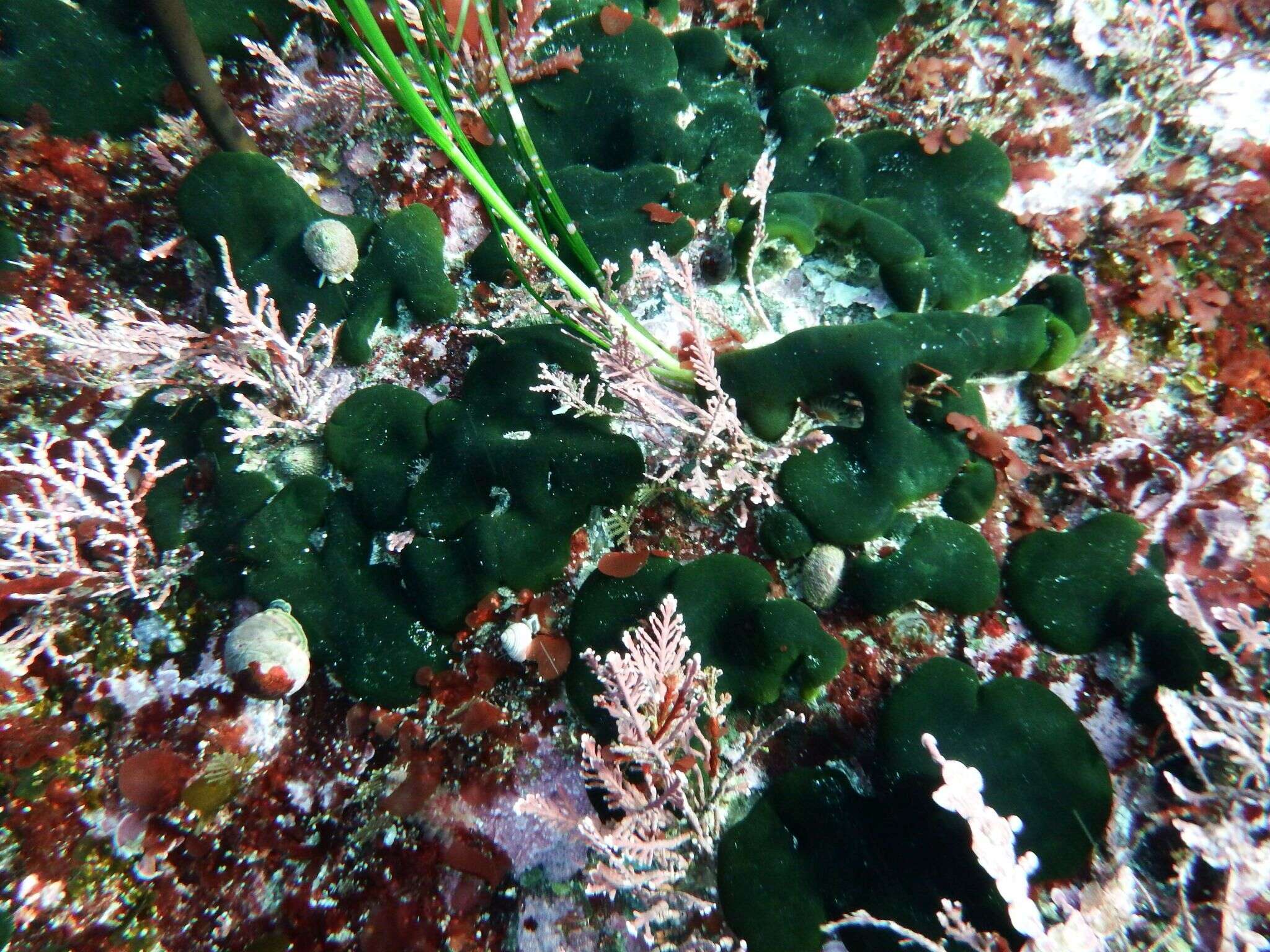 Image of Codium ritteri