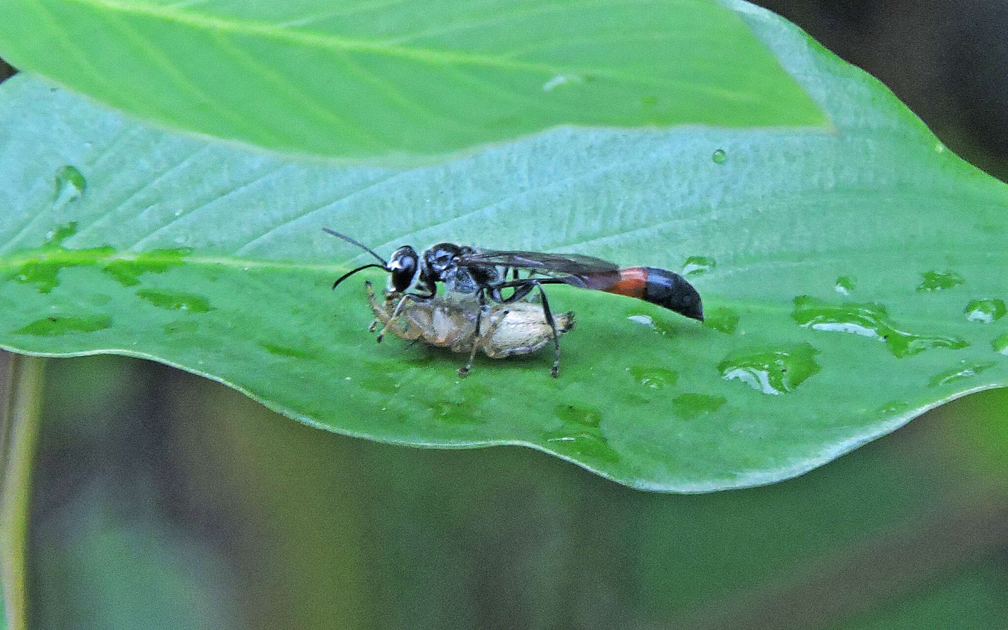 Plancia ëd Trypoxylon petiolatum F. Smith 1858