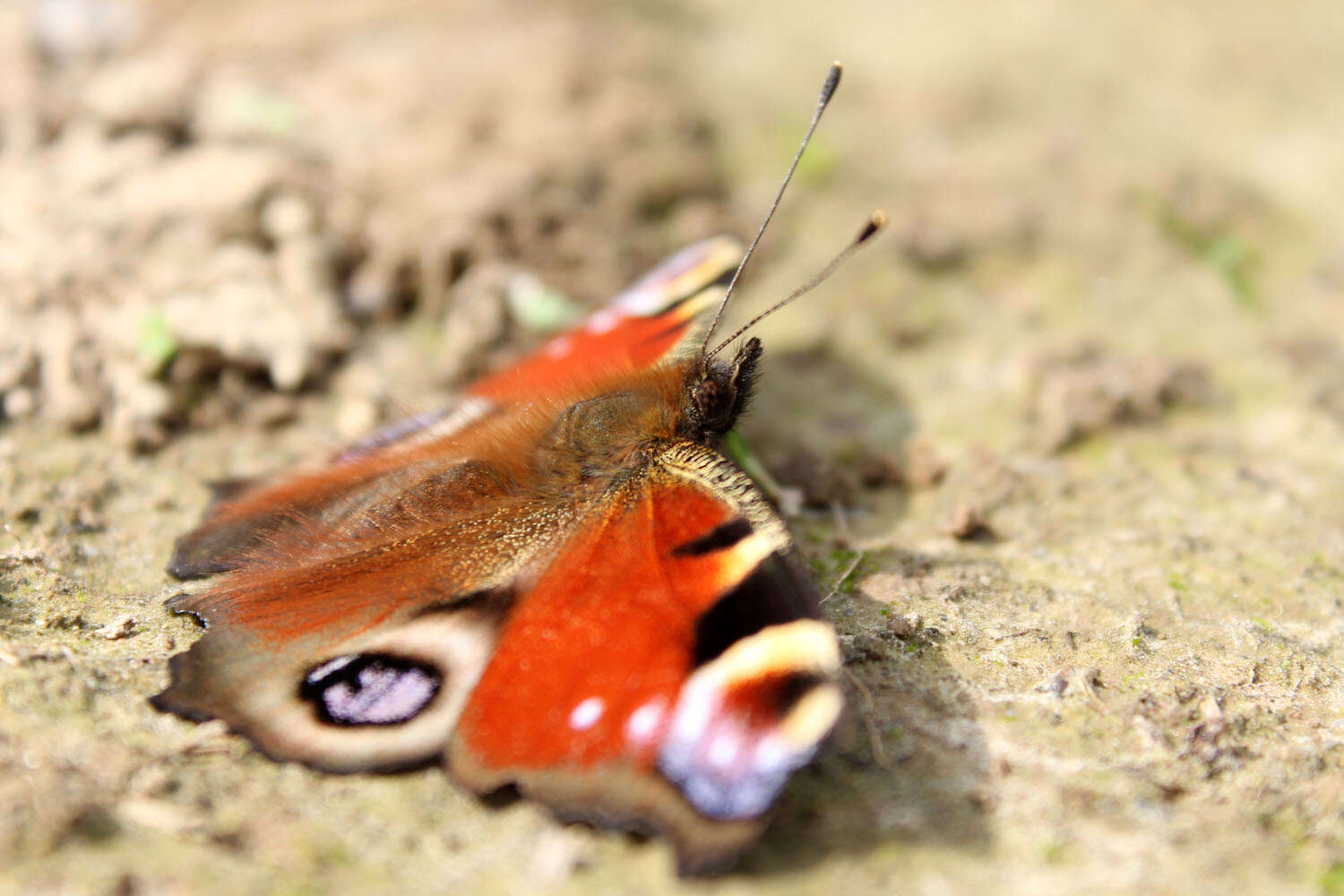 Image of Aglais io