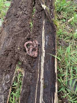 Image of Tropical Flat Snake