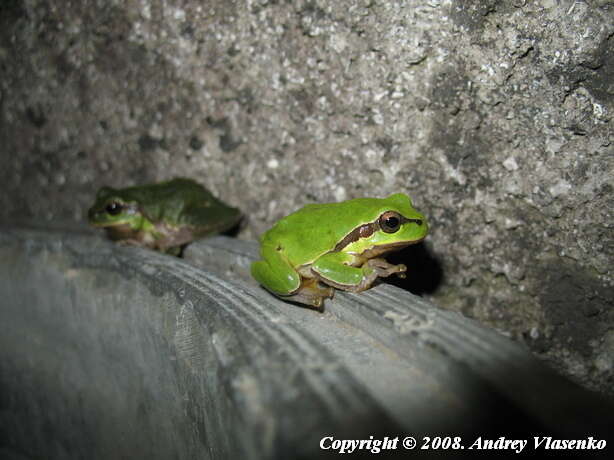 Image of Hyla orientalis Bedriaga 1890