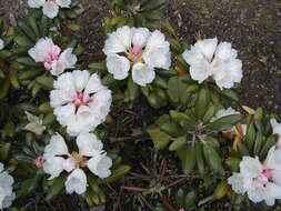 Imagem de Rhododendron degronianum Carr.