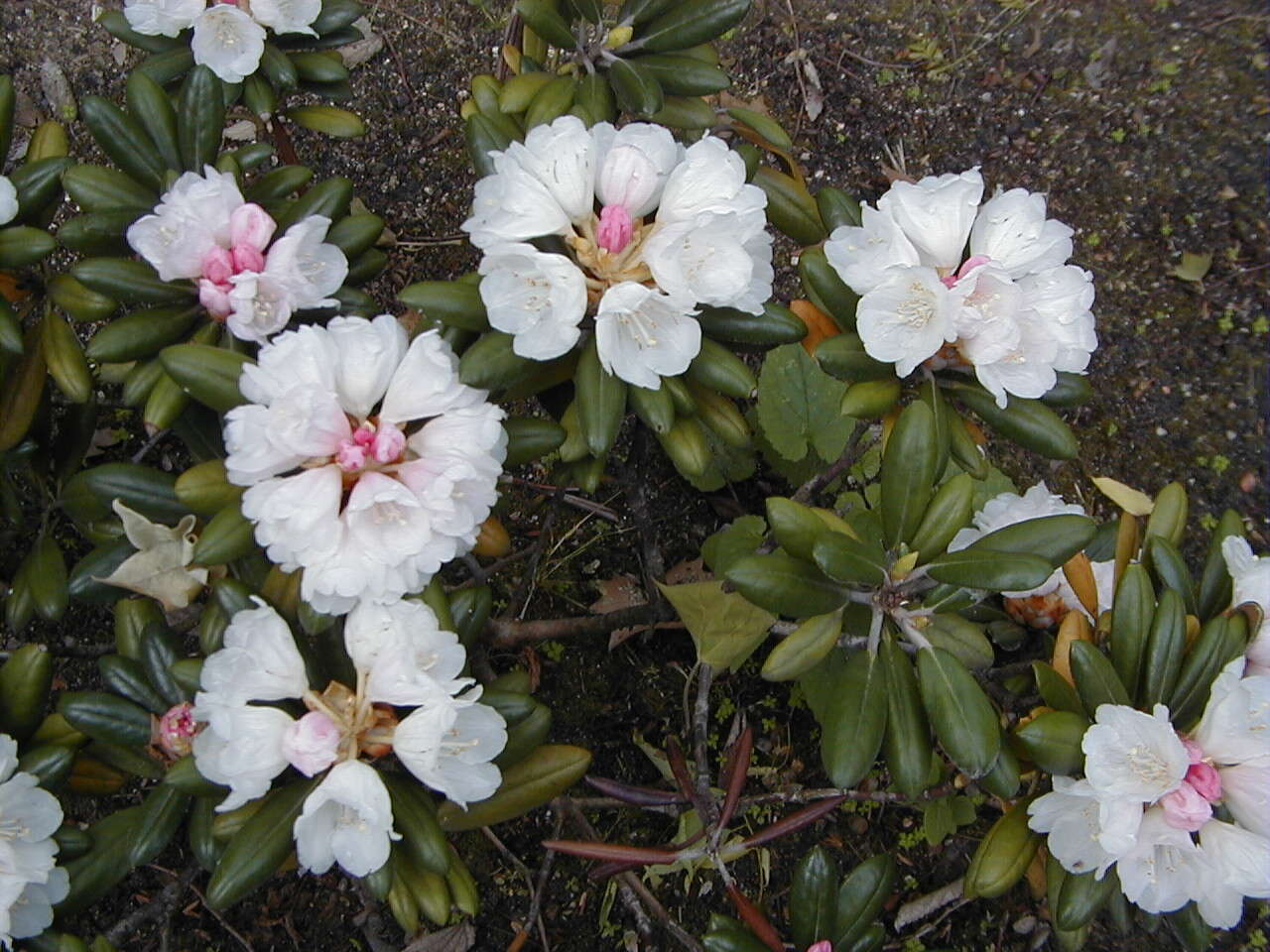 صورة Rhododendron degronianum Carr.