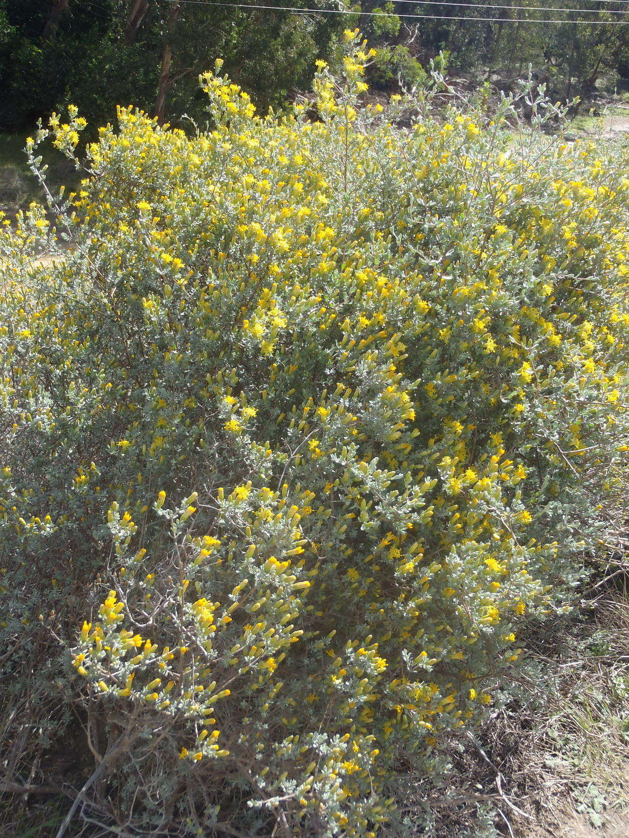 Image of Pteronia incana (Burm. fil.) DC.