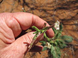 Image of velvet tobacco