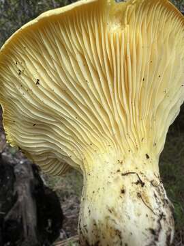 Image of Cantharocybe