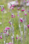 Image of Primula secundiflora Franch.