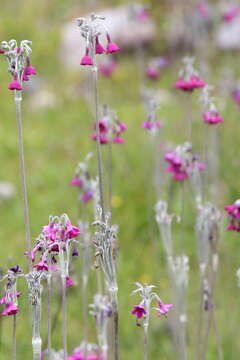 Image of Primula secundiflora Franch.