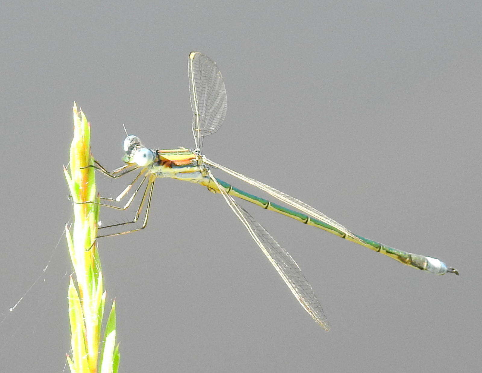 Image of Common Spreadwing