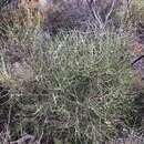 Image of beaked pincushion tree