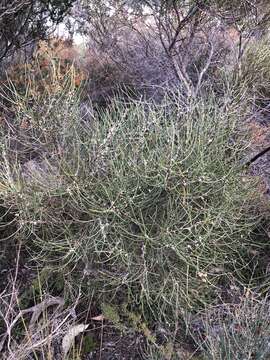 Image of beaked pincushion tree