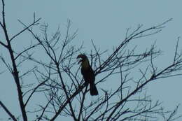 Plancia ëd Ramphastos ambiguus Swainson 1823