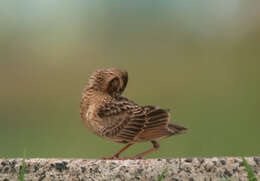 Image of Oriental Skylark