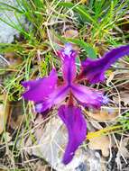 Imagem de Iris pumila subsp. attica (Boiss. & Heldr.) K. Richt.