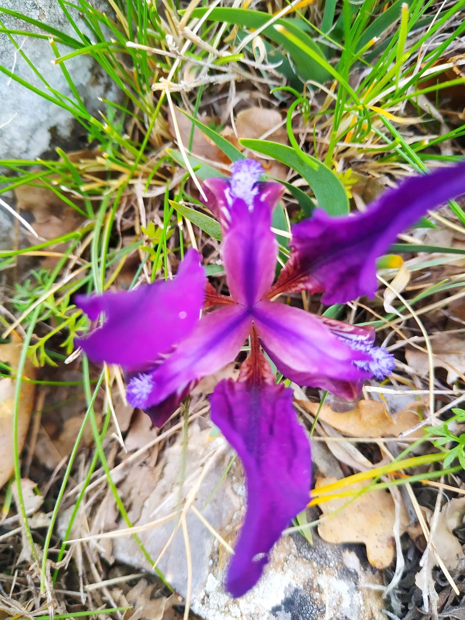 Image of Iris pumila subsp. attica (Boiss. & Heldr.) K. Richt.