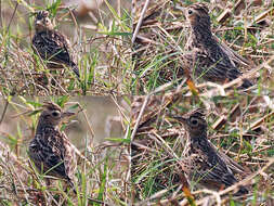 Image of Oriental Skylark