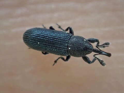 Image of Yellow toadflax stem weevil