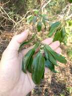 Image of Lanai Sandalwood