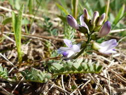 صورة Astragalus alpinus L.