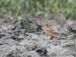 Image of Oriental Skylark