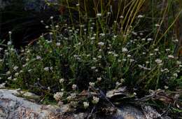 Image of Metalasia rogersii S. Moore