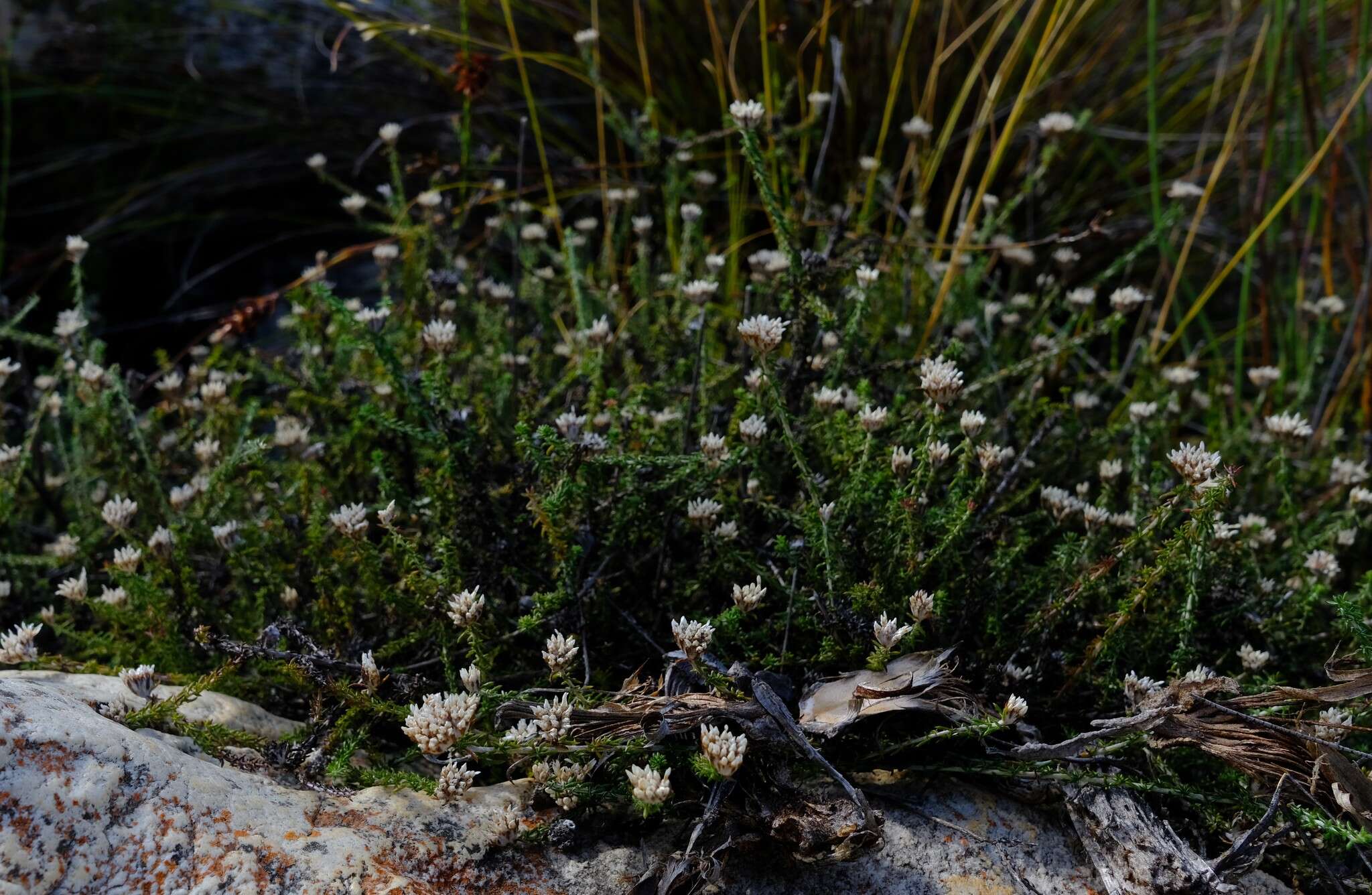 Image of Metalasia rogersii S. Moore