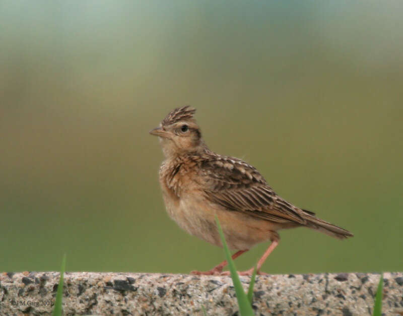 Image of Oriental Skylark