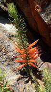 Image of Erica grandiflora subsp. grandiflora