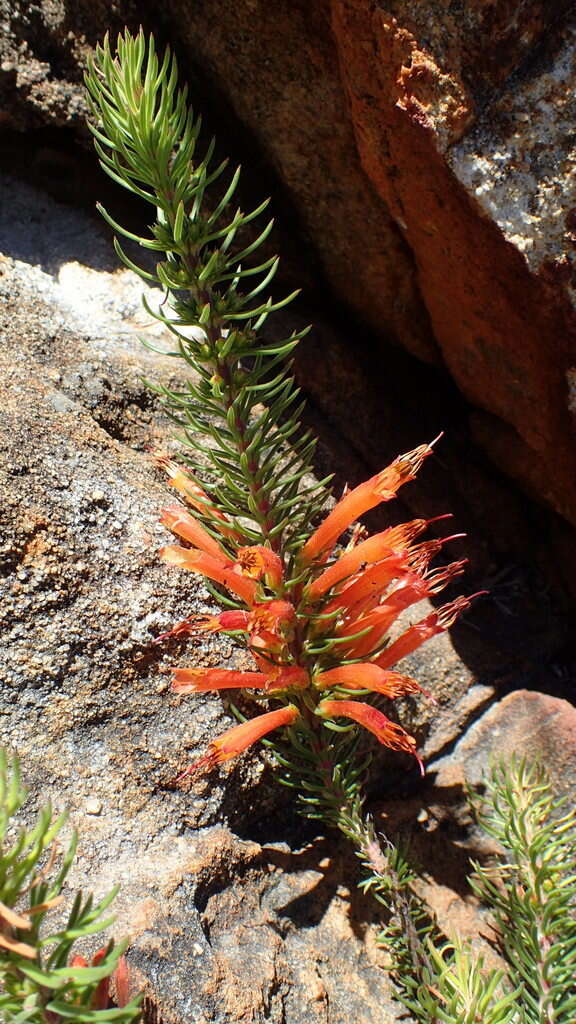 Image of Erica grandiflora subsp. grandiflora