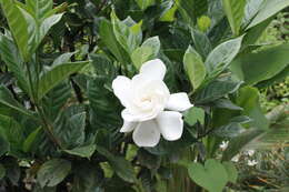 Image of Cape jasmine