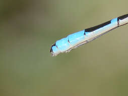 Image of Alkali Bluet