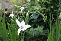 Plancia ëd Gladiolus murielae Kelway