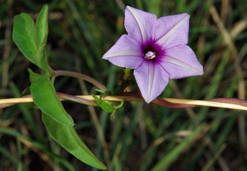 Imagem de Ipomoea hochstetteri House