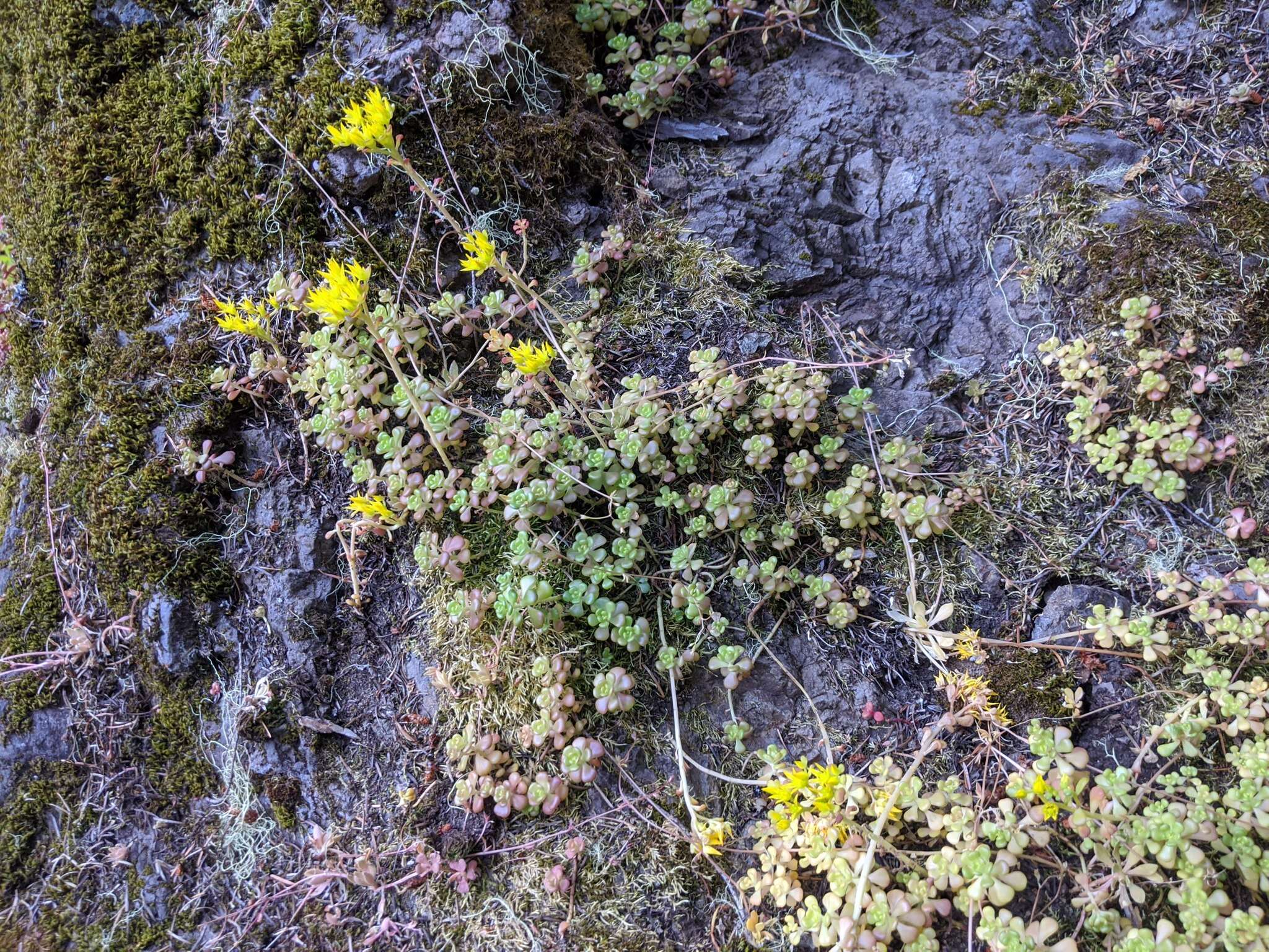 صورة Sedum oreganum subsp. tenue R. T. Clausen